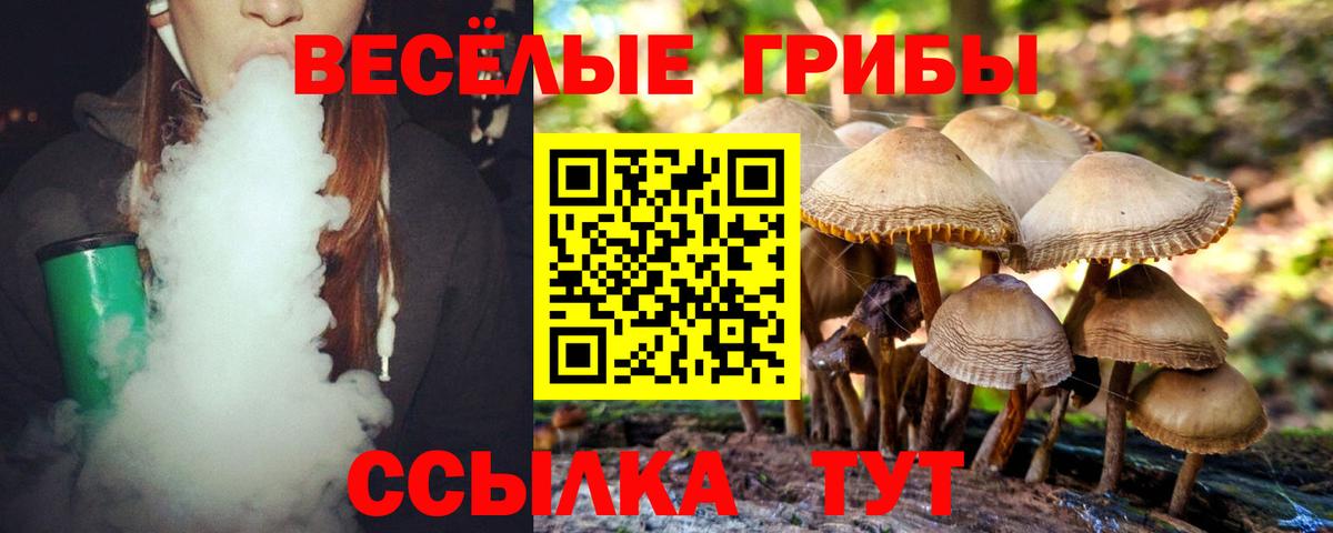 Псилоцибиновые грибы Psilocybe Карачаевск